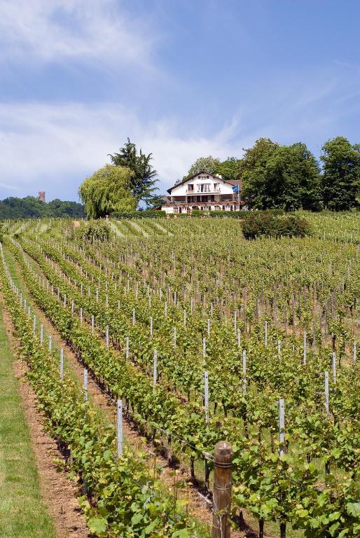 Le Clos Saint-Vincent Ribeauvillé Dış mekan fotoğraf