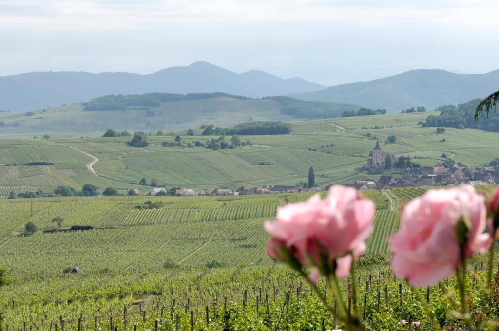 Le Clos Saint-Vincent Ribeauvillé Dış mekan fotoğraf