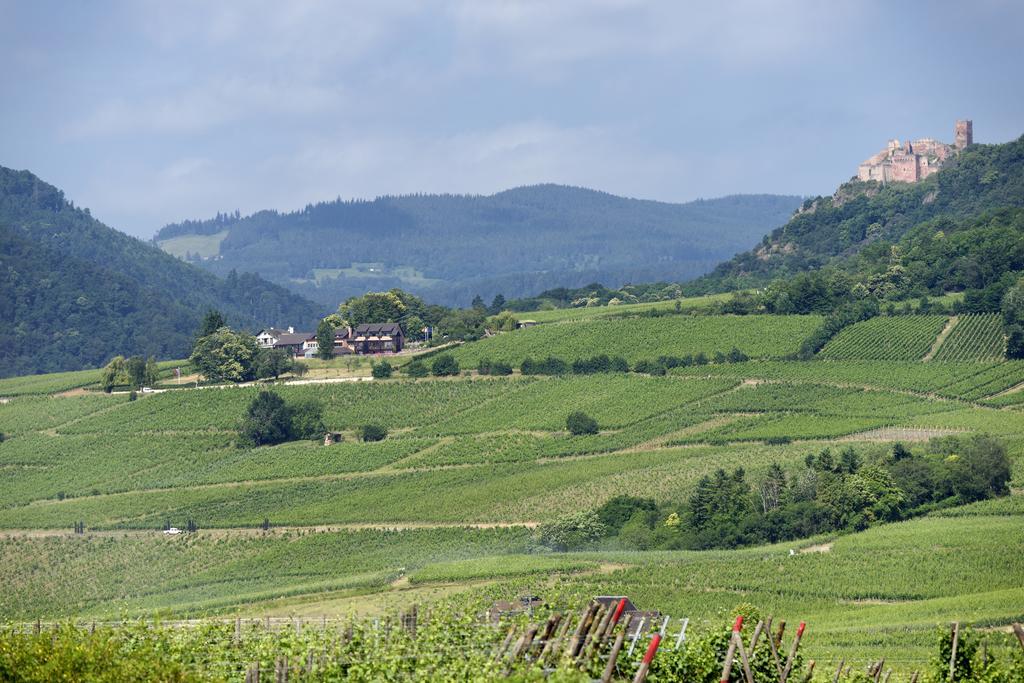 Le Clos Saint-Vincent Ribeauvillé Dış mekan fotoğraf