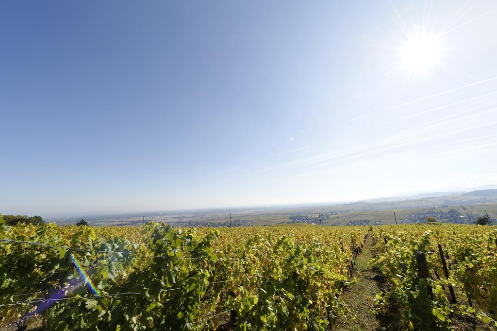 Le Clos Saint-Vincent Ribeauvillé Dış mekan fotoğraf